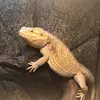 Tiffany Lynn Adair-Wall - @tiffany.lynn.adai - TikTok