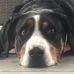 Lynn Affleck - Facebook