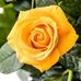 Lyn Ahern - Facebook