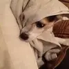 Lynn Albanese Zerkel - @lynn.albanese.zer - TikTok