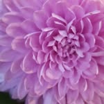 Lynne Armour - @lynne.armour1 - Instagram