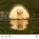 Lynn Arthur - @duckie_1982 - Instagram