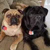 lynnfedewababbitt - @lynn.fedewa.babbi - TikTok