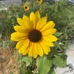 Sarah Lynn Bartholomew - @pillowfarmer - Instagram