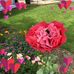 Lynne Batty - Facebook