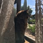 Lynn Bear - @naughtytortie_lynn - Instagram