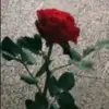Lynn Bernhard - @lynnbernhard - TikTok