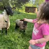 Lynn Blais - @lynn.blais - TikTok