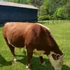 Troy lynn Blanton - @troy.lynn.blanton - TikTok
