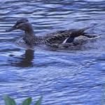 Lynn Blodgett - @mimi13lynn - Instagram