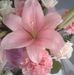 Lynette Blum - Facebook