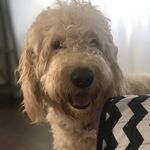 Lynn Boswell - @lynnboswell3 - Instagram