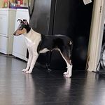 Lynn Bourque - @cajun_collies - Instagram