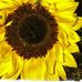 Lynn Cluff - Facebook