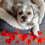 Lynn Critchlow - @lynncritchlow - Instagram