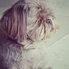 lynngerritsen0 - @lynngerritsen2008 - TikTok