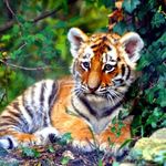 Lynn Gessner - @tigerboy19562020 - Instagram