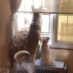 Jacque Lynn Goddard - @jacandherspups - Instagram
