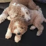 Lynn Barkes Downer-Goss - @lynndownergoss - Instagram