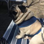 Lynn Greenfield - @wally_is_my_world - Instagram