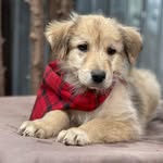 Lynn Griffiths - @missmillieromanianrescuepooch - Instagram