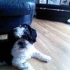 Lynn Halliday Morgan - @lynn.halliday.mor - TikTok