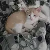 Lynn - @lynnhaman - TikTok