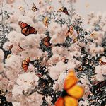 Jaqueline Harbaugh - @jackie.lynn.harbaugh - Instagram