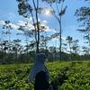 adibahaja - @harelynn_ - TikTok