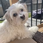 Lynn Healey - @morkie_cali - Instagram