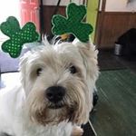 Lynn Healey - @lynnahealey - Instagram