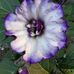 Lynn Hebert - Facebook