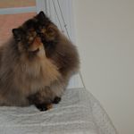 Lynn Hightower - @mystickatzpersians - Instagram