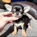 Lynn Holman teacups puppies for adoption and rehoming  - Facebook