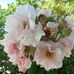 Lynn Hook - Facebook