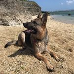 Piper Lynn Inman - @piper_lynn_gsd - Instagram