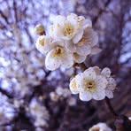 Lin Yu-Hsuan - Facebook
