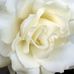 Lynn Jerome - Facebook