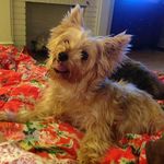 Lynn Johnson - @lucycares - Instagram