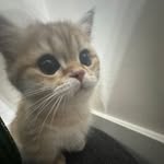 @lynnkang_ - Instagram