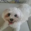 Cookie - @lynnkavanagh - TikTok