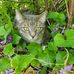 Lynne Klatt - Facebook