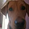 lynnknowles - @lynn68knowles - TikTok