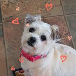 Lynn Kopp Bade - @lkoppbade - Instagram