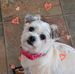Lynn Kopp Bade - Facebook