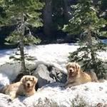 Lynn Edwards LaBelle - @goldenloverx2 - Instagram