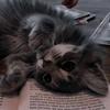 lachlynn_ - @lachlynn_ - TikTok