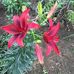 Lynn Lafferty - Facebook