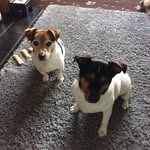 Lynne, Molly And Kodi and Dave - @lynnemarland - Instagram