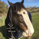 Lynn Leigh - @muddystables - Instagram